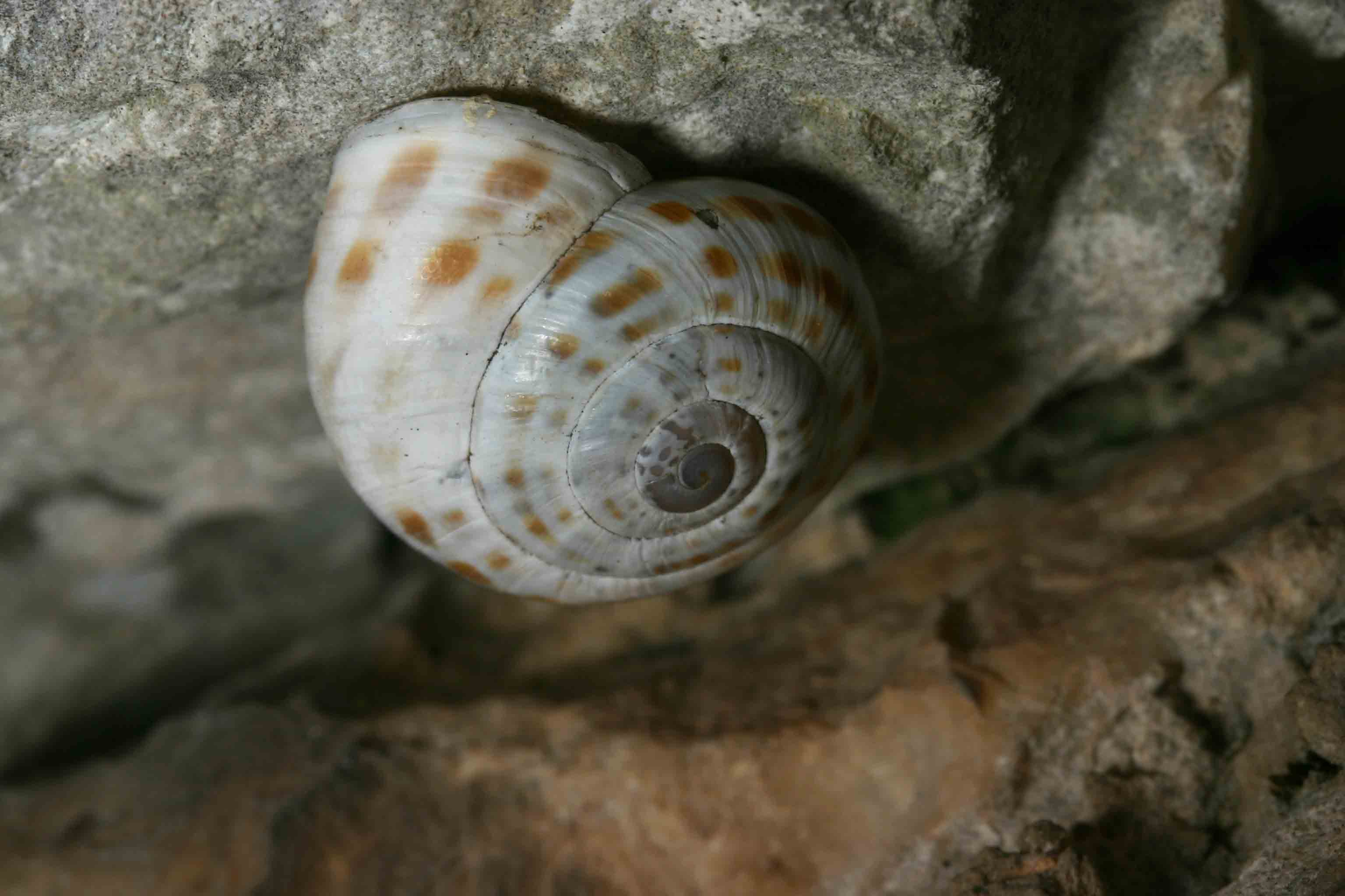 Marmorana (Ambigua) signata  delle Gole del Sagittario